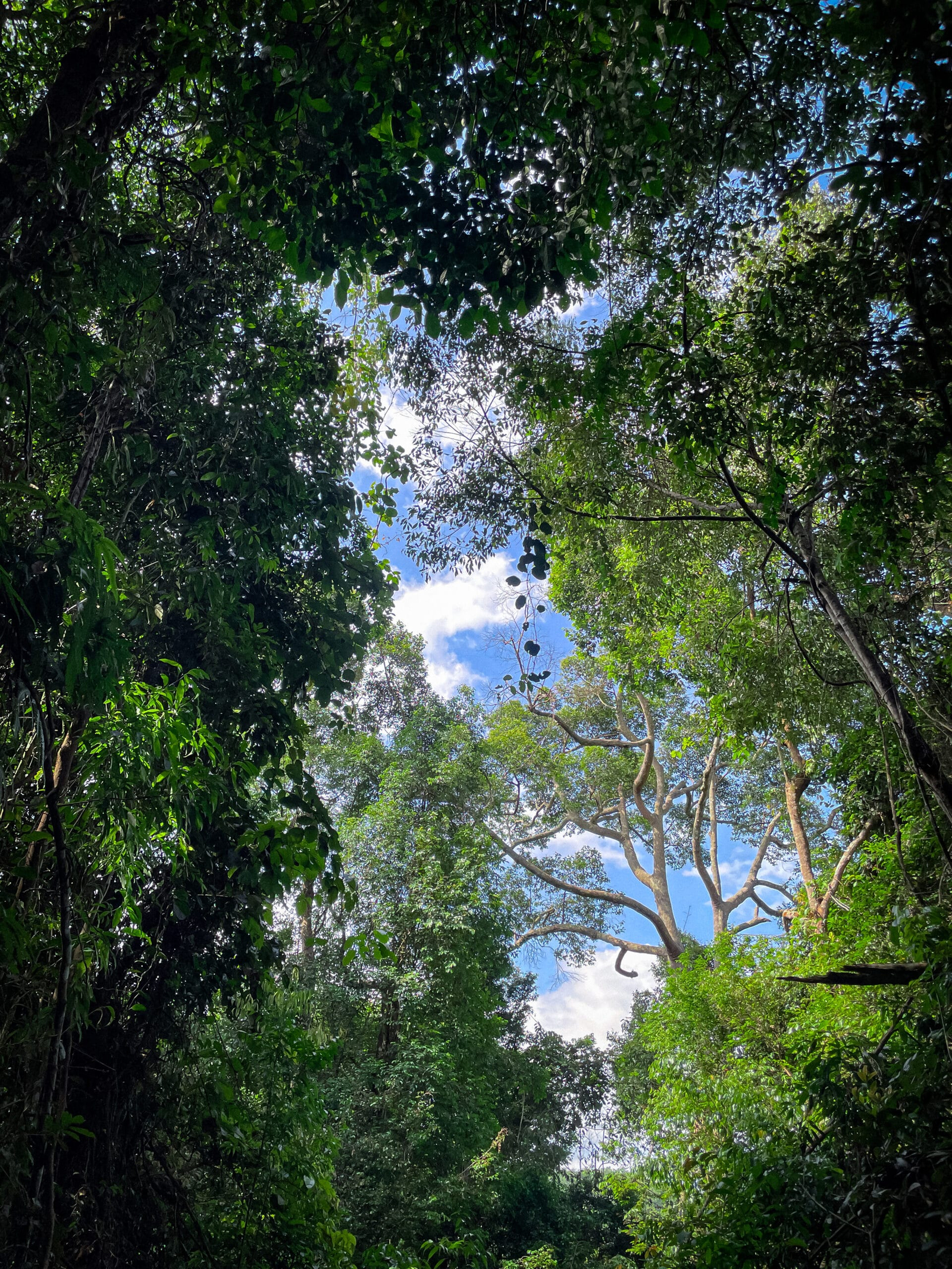 Bukit Lawang local travel experience