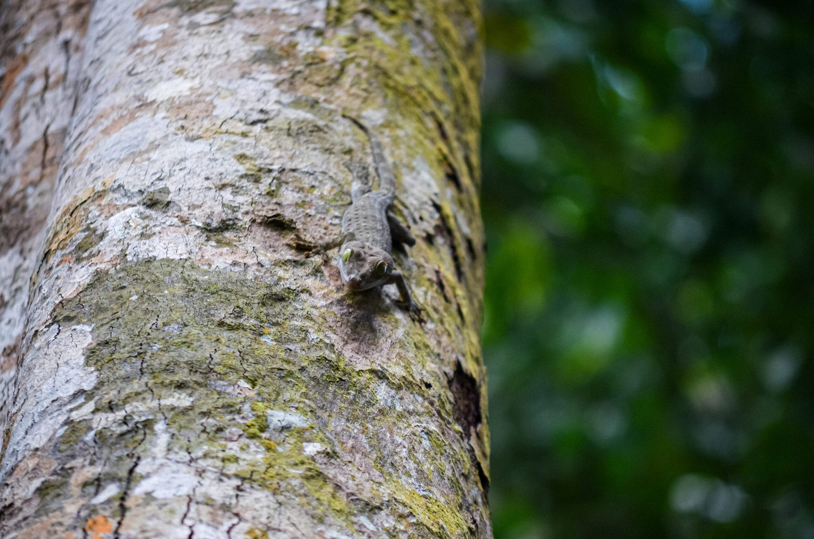 Small rainforest lizard on a moss-covered tree in Bukit Lawang