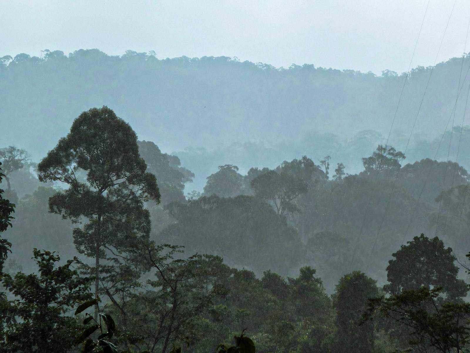 Guide to Leuser National Park