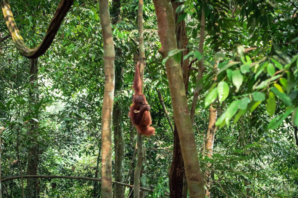 Explore Sumatra Orangutans
