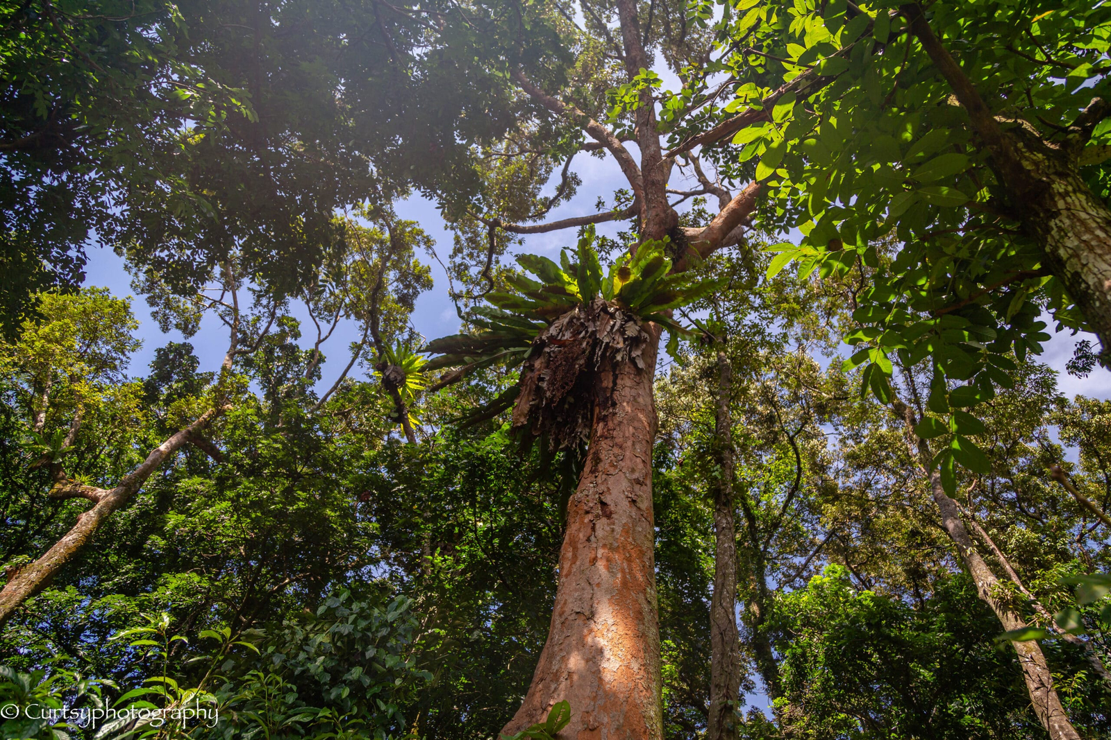 Night trek atmosphere in Bukit Lawang with guests in the rainforest