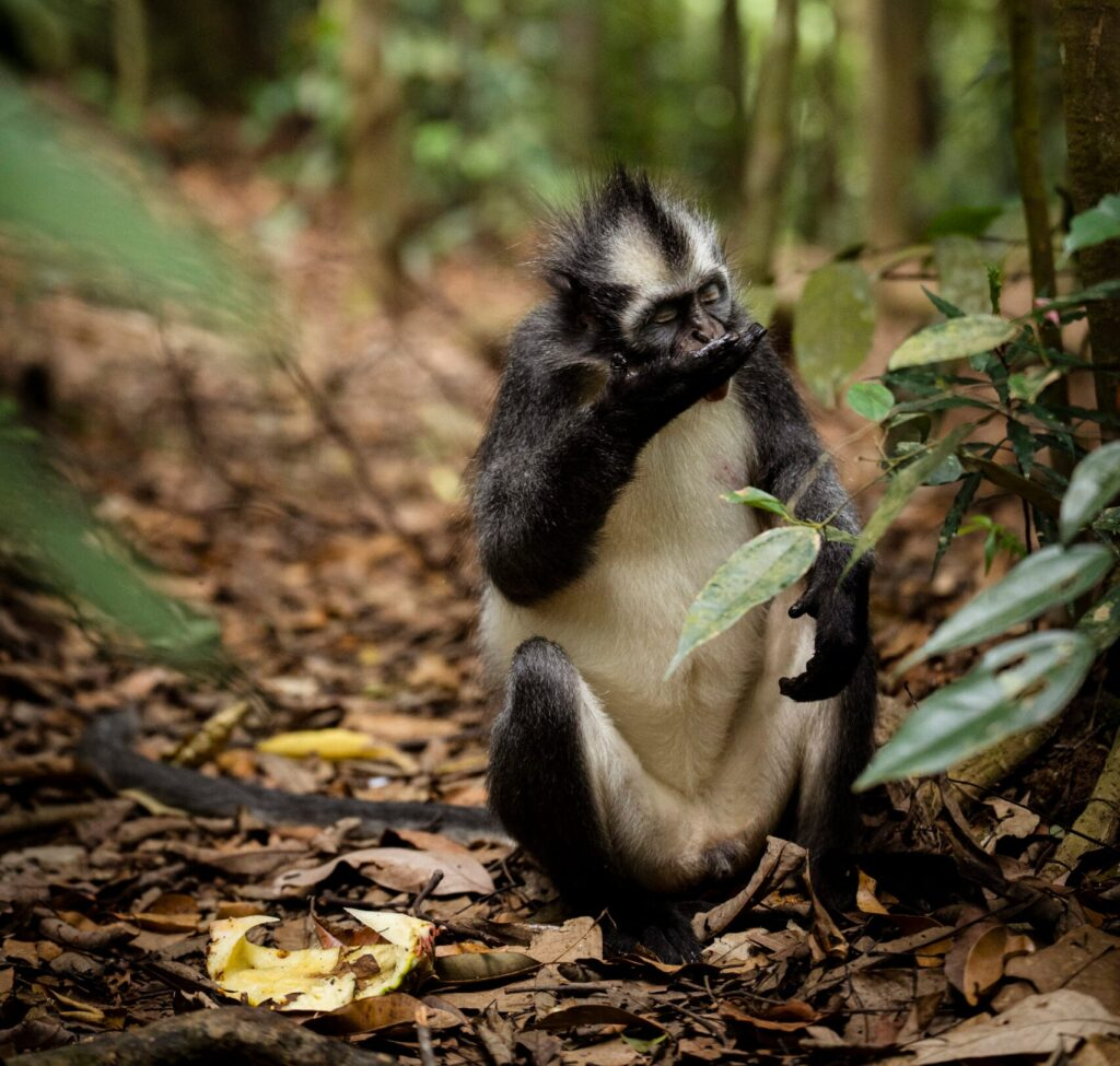 Day Jungle Trek in Bukit Lawang is perfect for travelers who have limited time but want to experience the essence of the Sumatran jungle. This trek offers a compact yet comprehensive adventure, giving you a taste of what the jungle has to offer