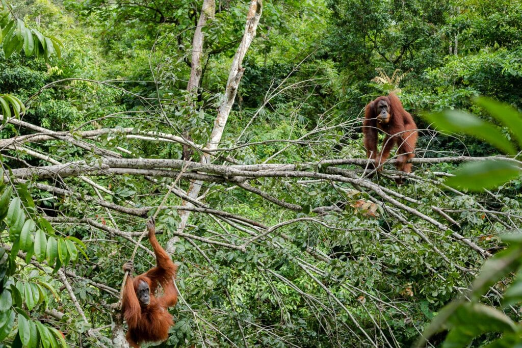 Orangutan Viewing Rules for a Better Jungle Trek