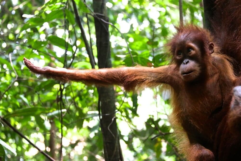 Young Sumatran orangutan in the Bukit Lawang rainforest