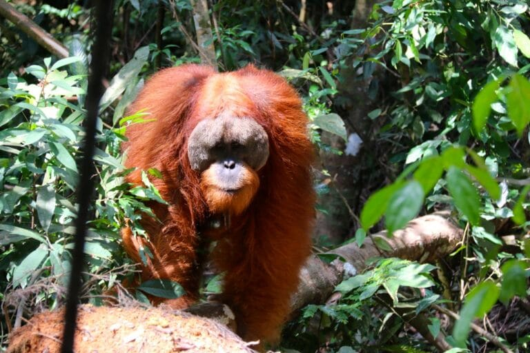 2 Days 1 Night Leuser Trek in Bukit Lawang
