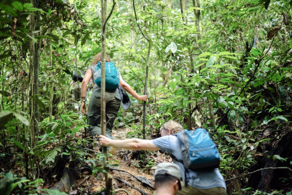 A private orangutan trekking experience in Bukit Lawang, Sumatra, Indonesia is not about rushing through the forest to collect a photo. It is a chance to move at your own pace with a certified local guide, learn how the rainforest works, and look for wild orangutans with the space and care they deserve. Bukit Lawang sits beside Gunung Leuser National Park, one of the most important remaining rainforest habitats for the critically endangered Sumatran orangutan. A private trek gives couples, families, solo travelers, and small groups a more personal way to experience this extraordinary place while supporting responsible, locally led tourism.