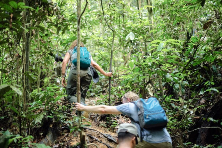 A private orangutan trekking experience in Bukit Lawang, Sumatra, Indonesia is not about rushing through the forest to collect a photo. It is a chance to move at your own pace with a certified local guide, learn how the rainforest works, and look for wild orangutans with the space and care they deserve. Bukit Lawang sits beside Gunung Leuser National Park, one of the most important remaining rainforest habitats for the critically endangered Sumatran orangutan. A private trek gives couples, families, solo travelers, and small groups a more personal way to experience this extraordinary place while supporting responsible, locally led tourism.
