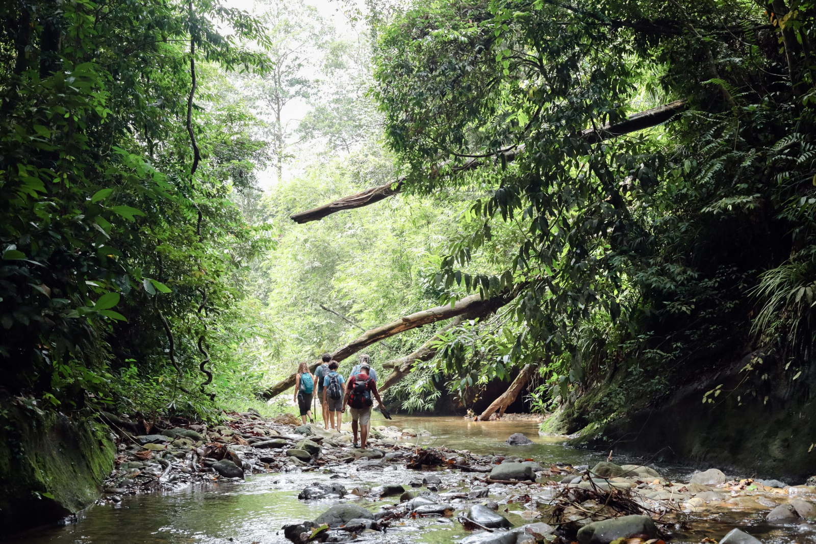 Sumatra Wildlife Tour and Bukit Lawang Hiking
