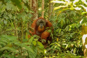 Plan a Gunung Leuser National Park and Sumatra rainforest tour with ethical wildlife trekking, orangutan conservation, and local guides in Bukit Lawang.