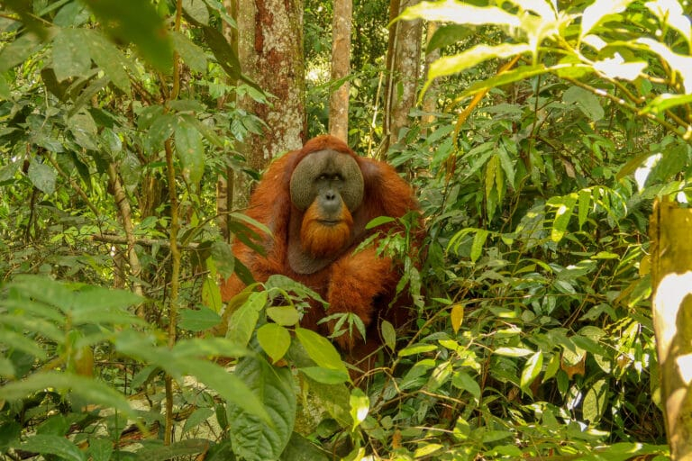 Plan a Gunung Leuser National Park and Sumatra rainforest tour with ethical wildlife trekking, orangutan conservation, and local guides in Bukit Lawang.