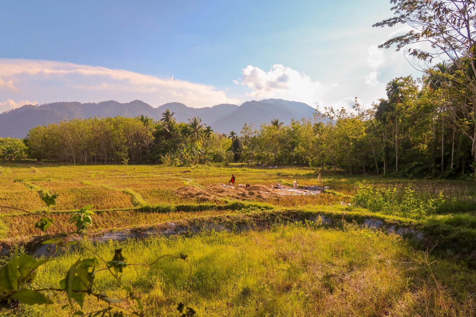 Green rice fields and rural scenery around Bukit Lawang