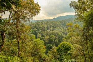 Things to Do and Best Time to Visit Bukit Lawang