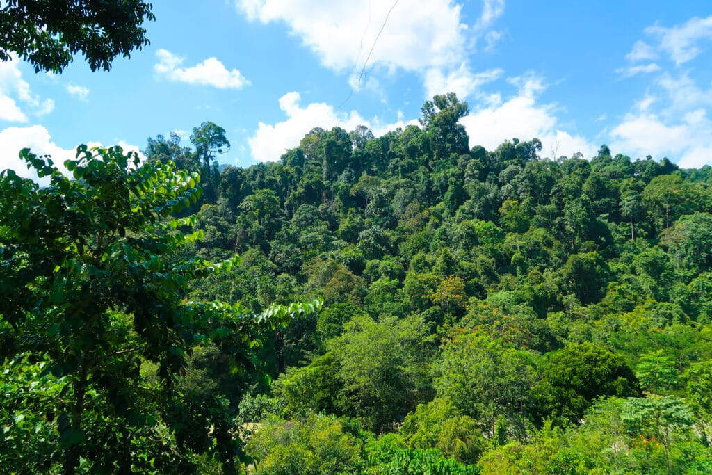 sumatra jungle trekking