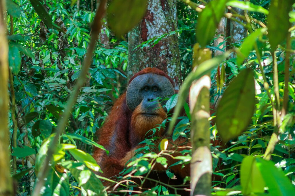 Guide to Bukit Lawang Orangutan