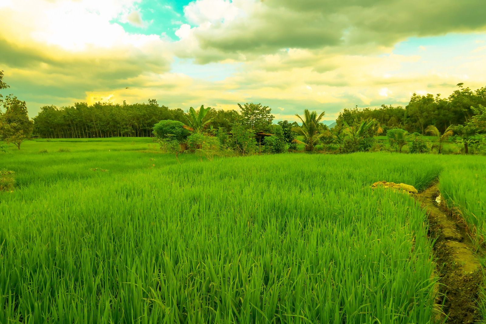 Walking eco village tour near Bukit Lawang