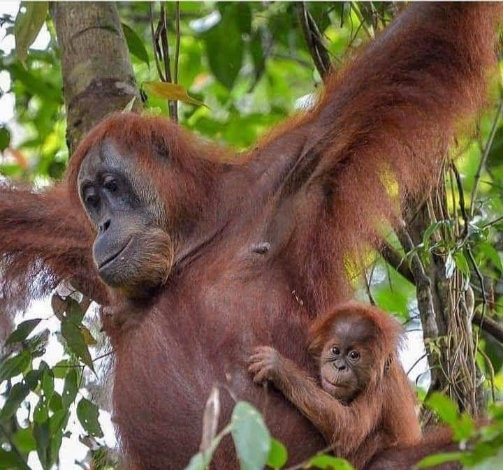 Guide to Bukit Lawang