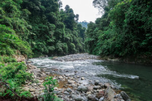 Trekking Adventure Bukit Lawang