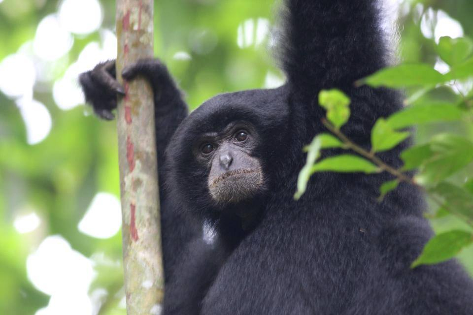 4 days jungle trekking Bukit Lawang