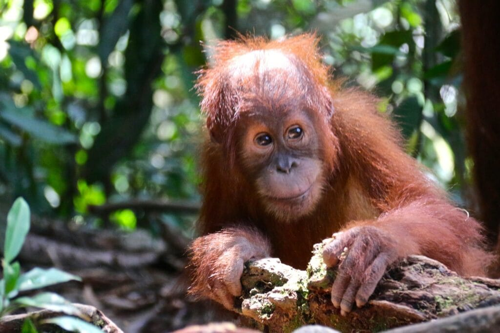 Book Your Bukit Lawang Orangutan Trek Today