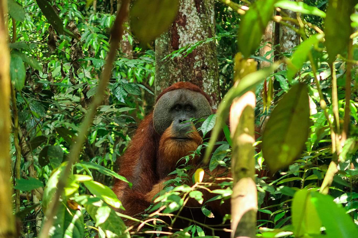 Adult male Sumatran orangutan partly hidden among green rainforest vegetation