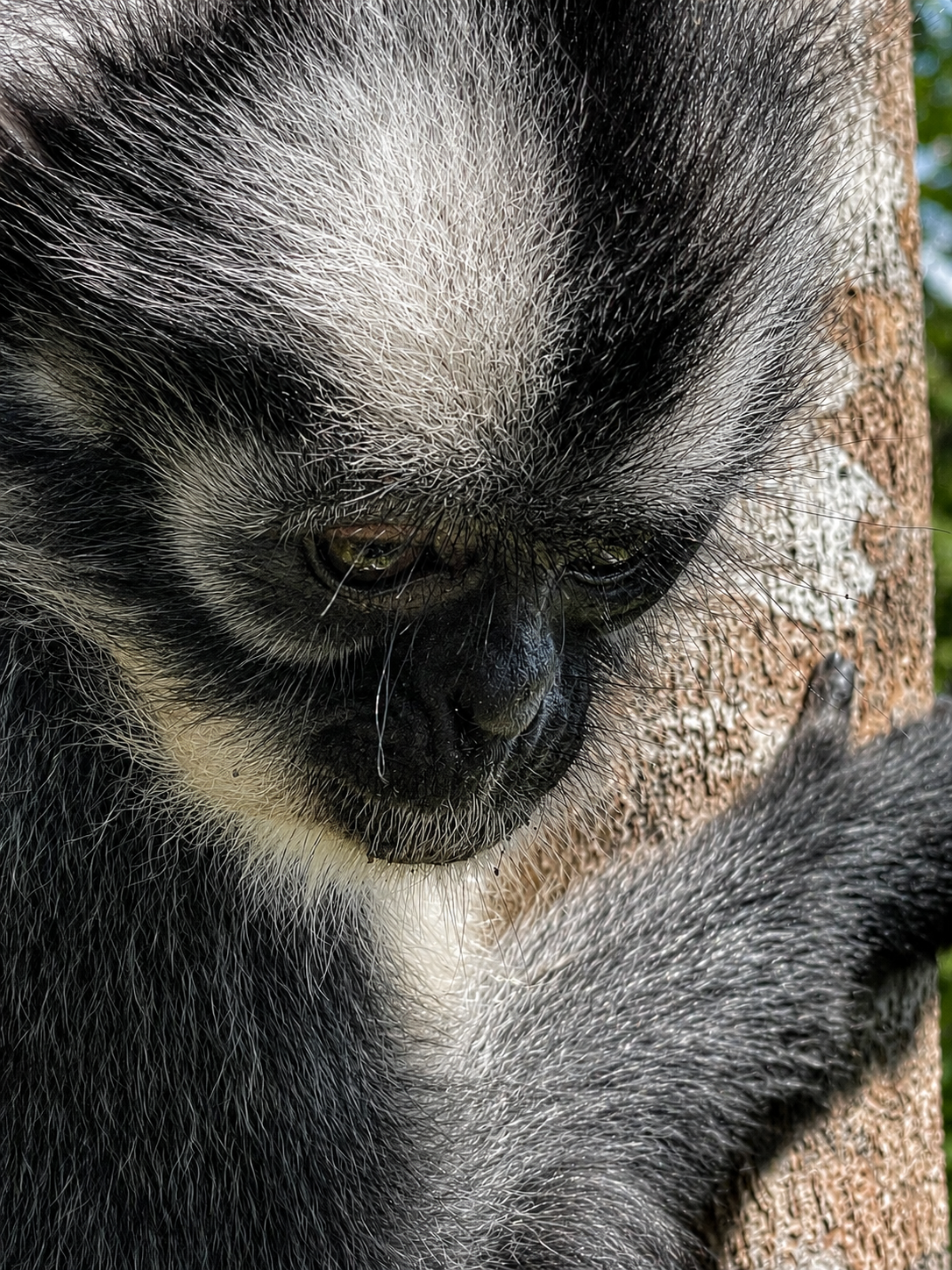 Thomas leaf monkey in Bukit Lawang, North Sumatra