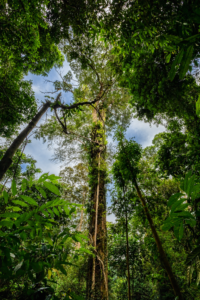 Gunung Leuser National Park and Orangutans in Sumatra