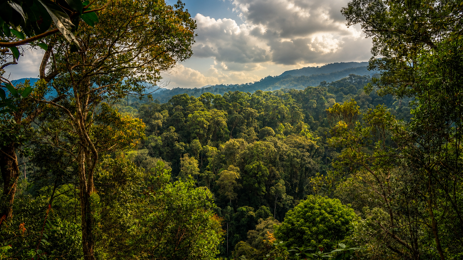 Nature scene for the overnight trek experience in Bukit Lawang