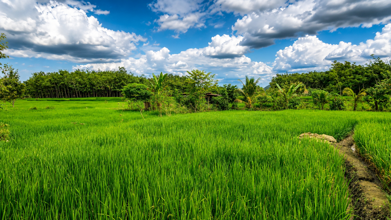 Bright green rice fields beneath a dramatic North Sumatra sky