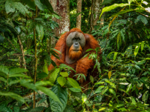 Visiting Wild Orangutans in Sumatra Responsibly