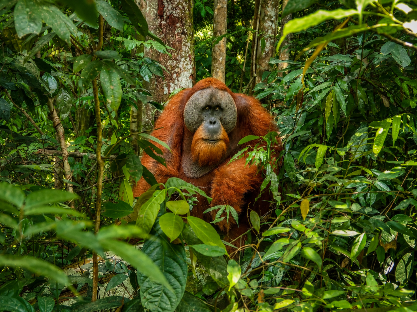 Visiting Wild Orangutans in Sumatra Responsibly