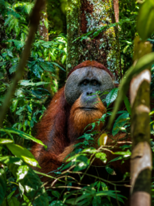 Bukit Lawang Orangutan Trekking