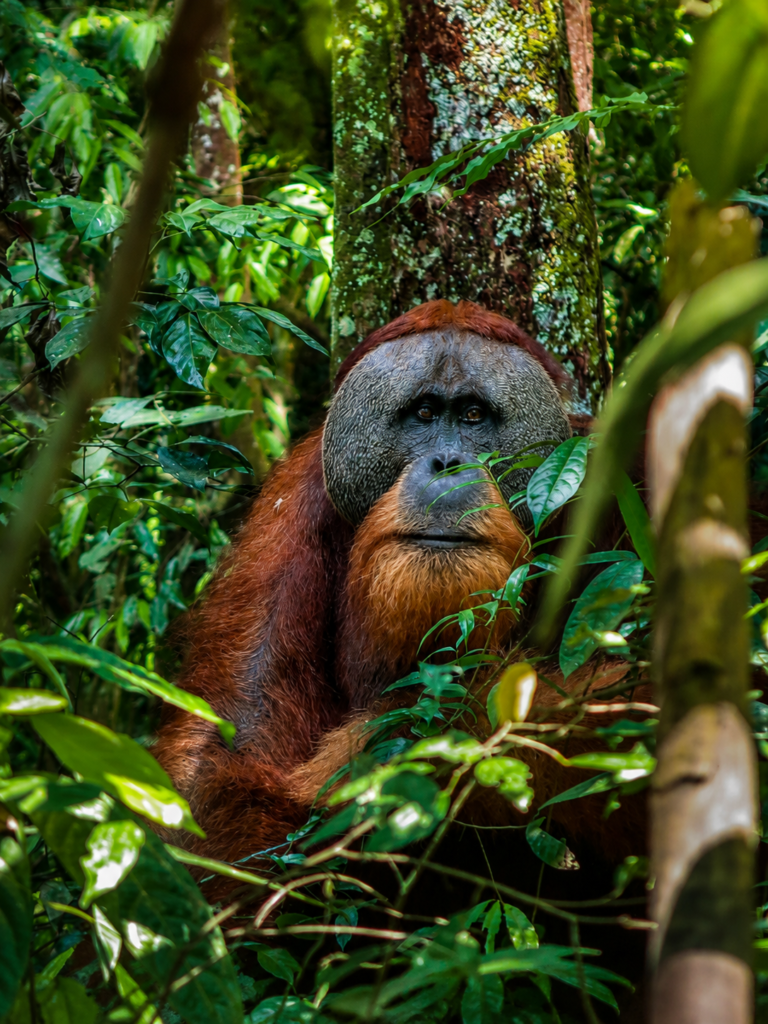 Bukit Lawang Orangutan Trekking