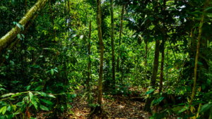 Bukit Lawang Weather Guide for Jungle Treks