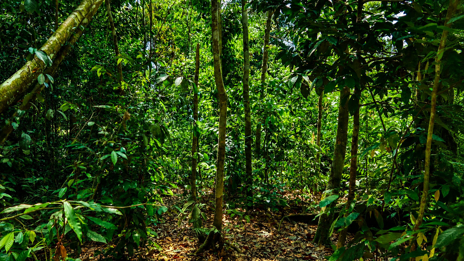 Dense tropical rainforest in Bukit Lawang