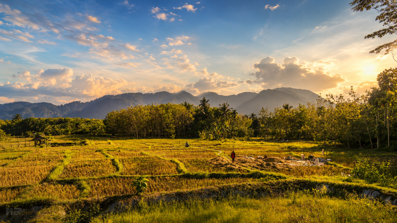Sunset over rice fields and mountain silhouettes in North Sumatra