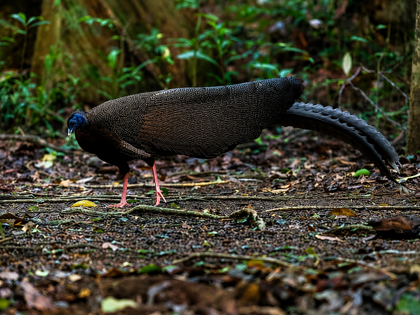Bronze-tailed Peacock-Pheasant