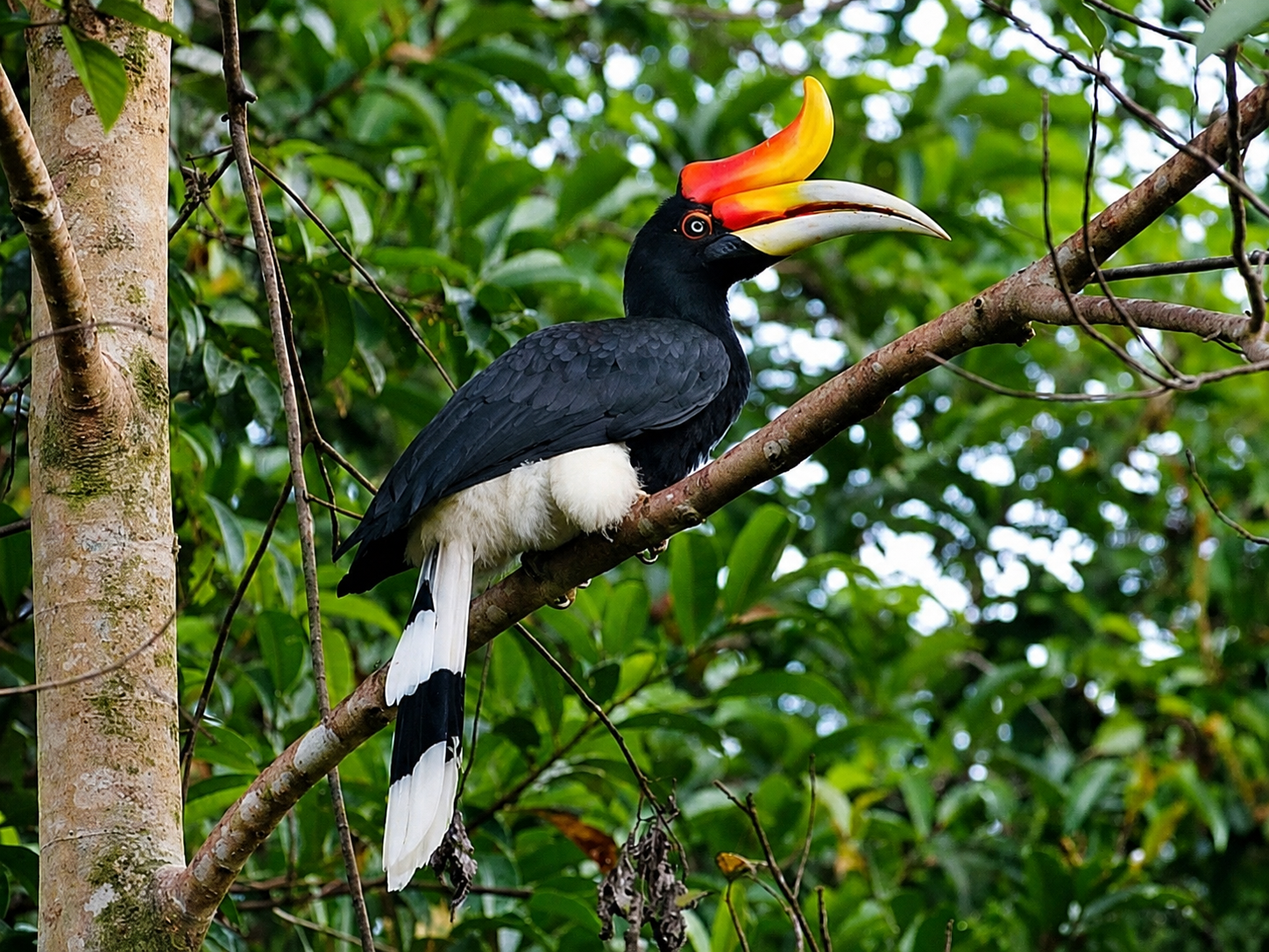 Rhinoceros Hornbill in the Leuser rainforest
