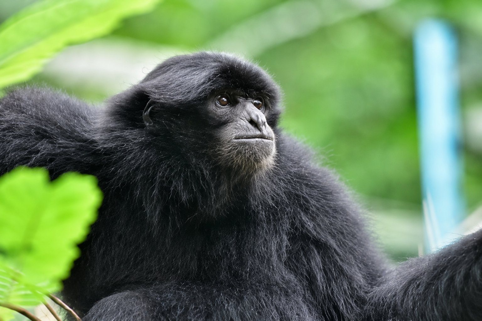 Sumatran siamang in the forest canopy