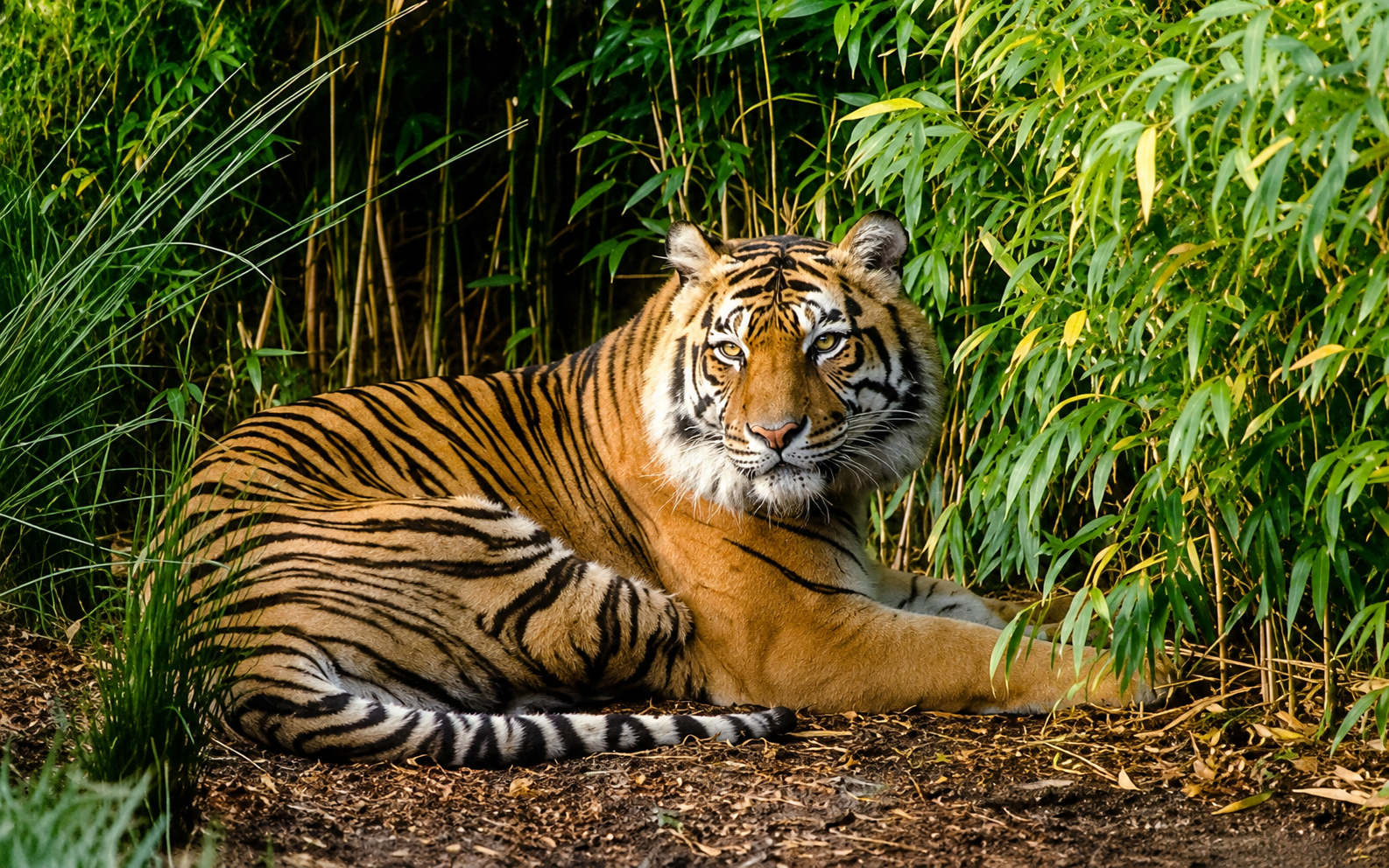 Sumatran tiger in rainforest habitat