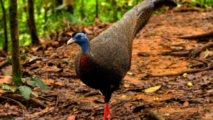 Wildlife Photography in Sumatra and Bird Watching