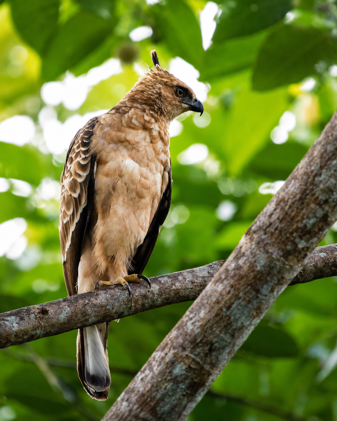 Wallace's Hawk-Eagle