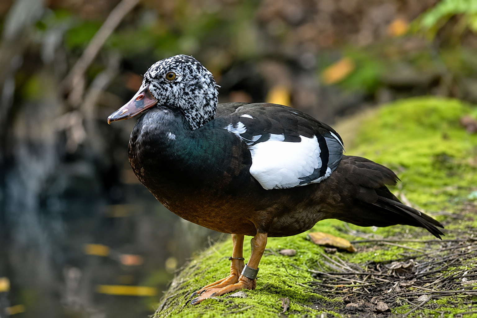 White-winged Duck