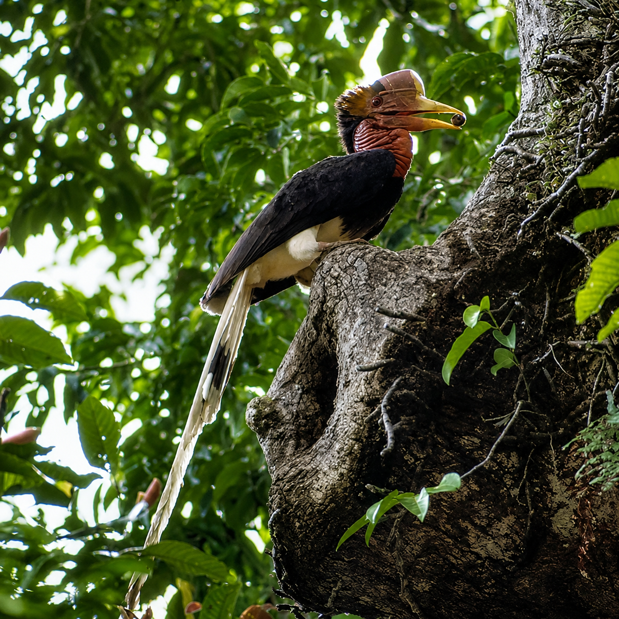 Helmeted Hornbill