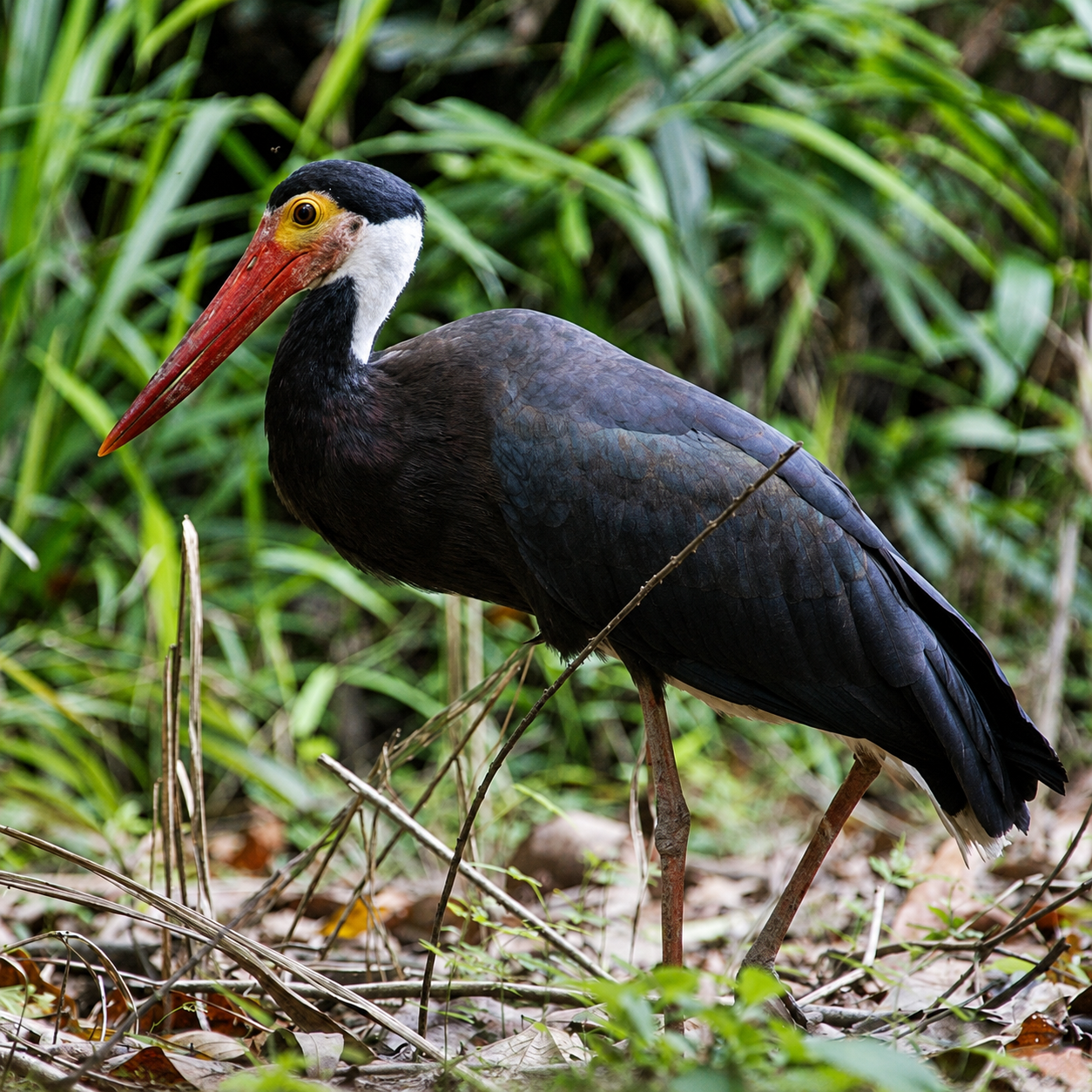 Birdlife and forest soundscape of Gunung Leuser