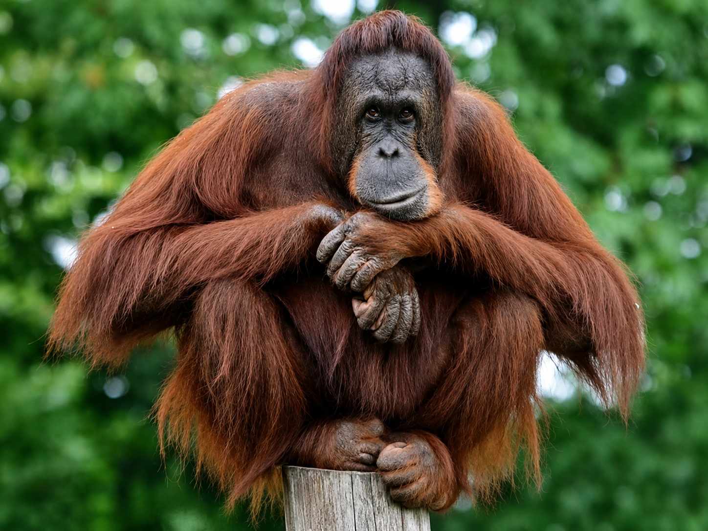 Sumatran orangutan in the Gunung Leuser rainforest