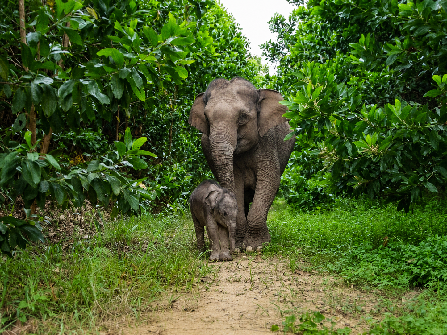 Sumatran elephant in the rainforest