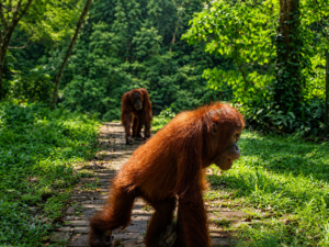 Full-Day Tree Planting & Orangutan Trekking Experience