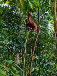 10 Best Things to Do in Bukit Lawang, Sumatra