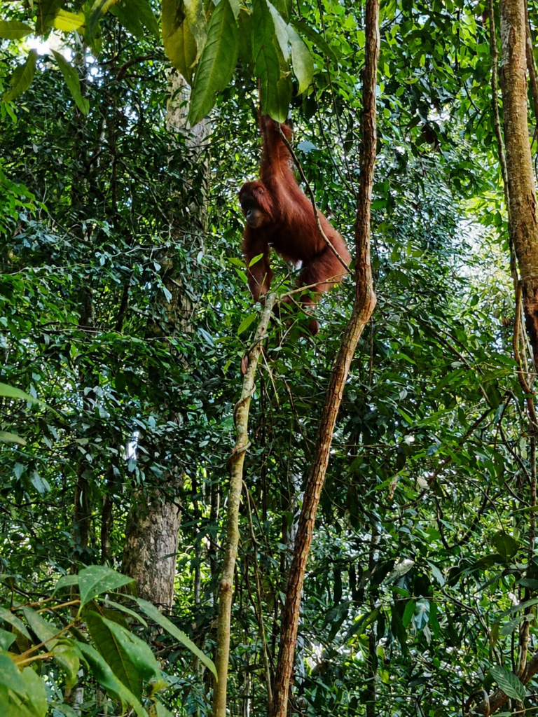10 Best Things to Do in Bukit Lawang, Sumatra