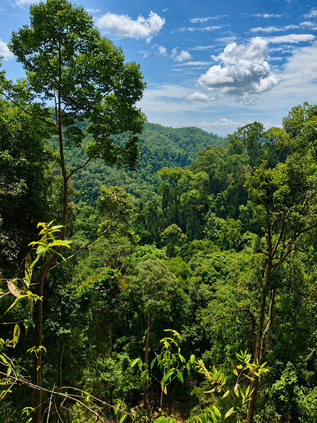 Bukit Lawang Activities and Gunung Leuser Experience